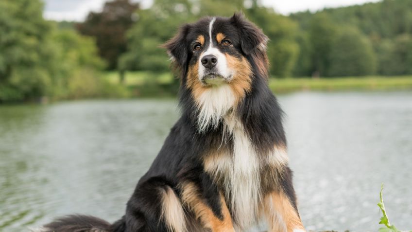 ¡El perro maravilla! Conoce algunas sorprendentes curiosidades del pastor australiano