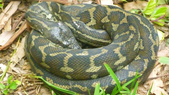 ¿La cura contra el Covid-19? Esta serpiente podría ser la clave para producir vacunas