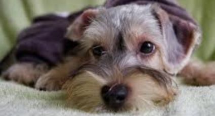 Presta atención: Estas son las enfermedades más comunes en los perros Schnauzer