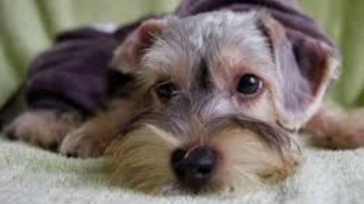 Presta atención: Estas son las enfermedades más comunes en los perros Schnauzer