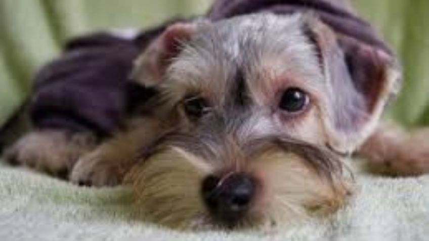 Presta atención: Estas son las enfermedades más comunes en los perros Schnauzer