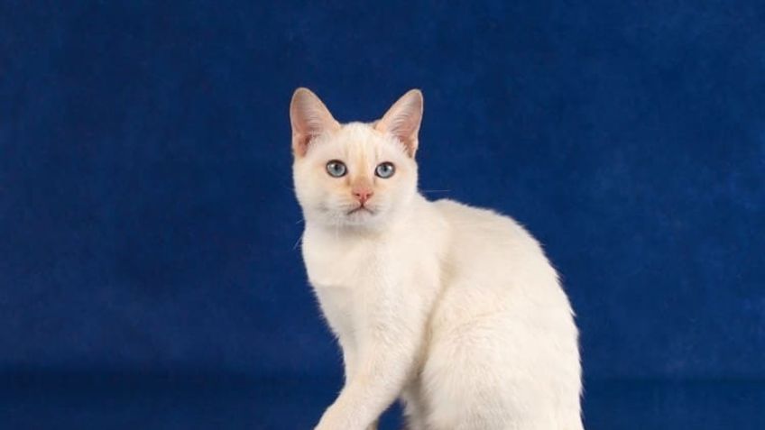 ¡Imposible de creer! Sorpréndete con las razas de gatos que no tienen cola