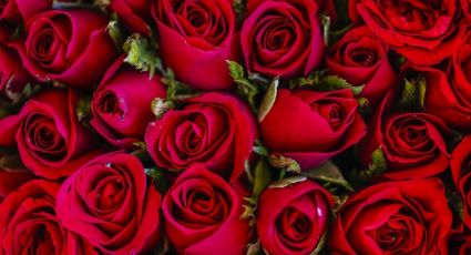 ¡El postre más romántico! Este flan de pétalos de rosas es perfecto para tu 14 de febrero