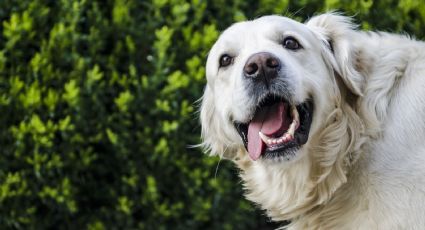 ¡Conmovedor! Conoce la historia del golden retriever que unió a toda una isla