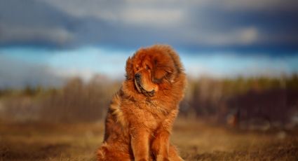 Conoce la mascota de la realeza que puedes tener en casa, el Mastín Tibetano