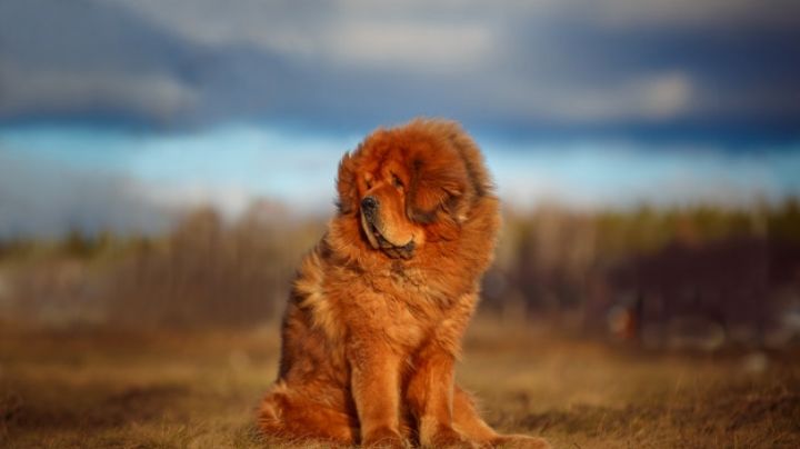 Conoce la mascota de la realeza que puedes tener en casa, el Mastín Tibetano