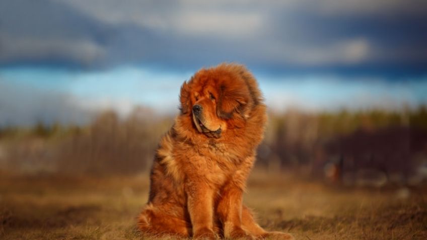 Conoce la mascota de la realeza que puedes tener en casa, el Mastín Tibetano