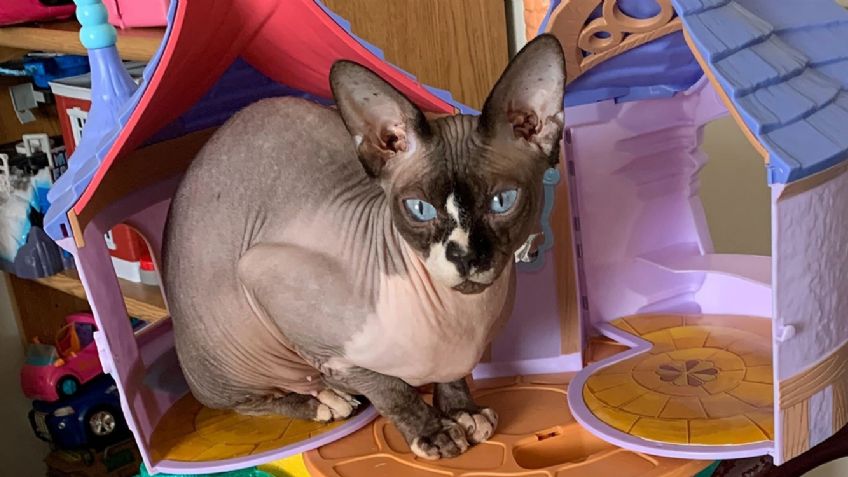 'Thea': La gata de terapia que ayuda a los niños a superar sus traumas