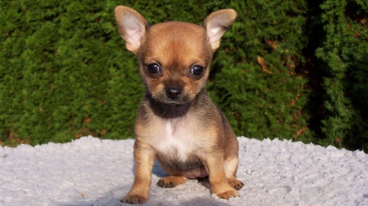 ¡Tienen un premio Guiness! Conoce algunas curiosidades de los perros chihuahua