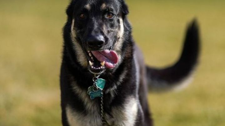 ¡Impactante! Conoce a 'Major' el primer perro rescatado que vive en la Casa Blanca