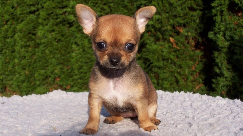 ¡Tienen un premio Guiness! Conoce algunas curiosidades de los perros chihuahua