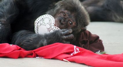 ¡Fantástico! Estos chimpancés romperán el corazón de tu expareja en San Valentín