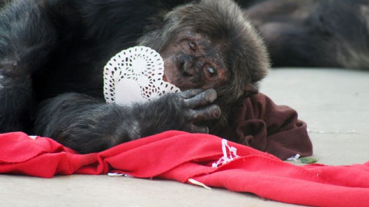 ¡Fantástico! Estos chimpancés romperán el corazón de tu expareja en San Valentín