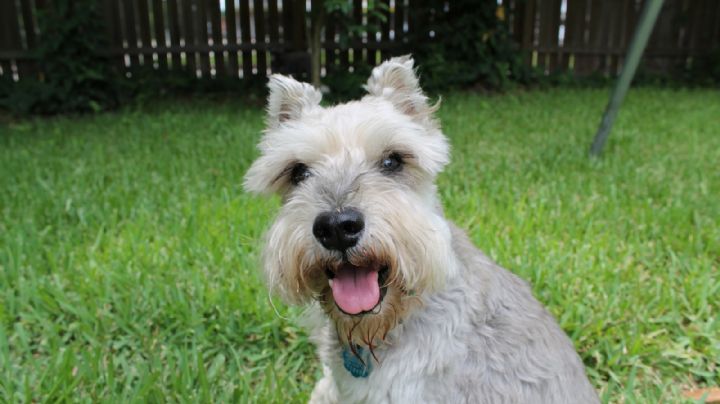 ¡No lo creerás! Averigua algunas curiosidades del simpático schnauzer