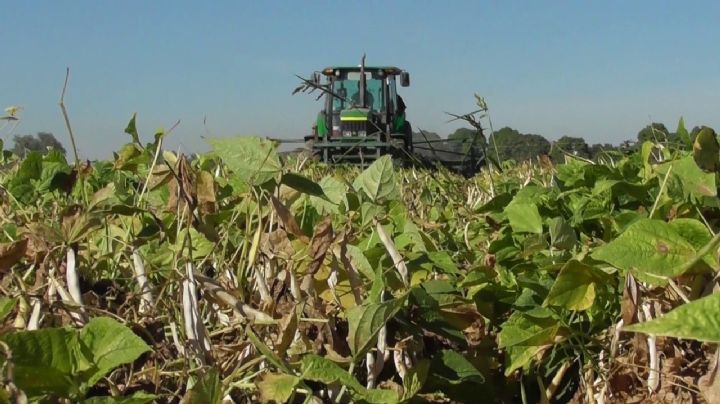 Productores de frijol del sur de Sonora se enfrentan al 'coyotaje' de precios