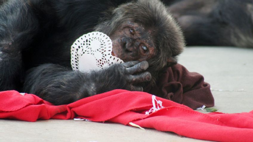 ¡Fantástico! Estos chimpancés romperán el corazón de tu expareja en San Valentín