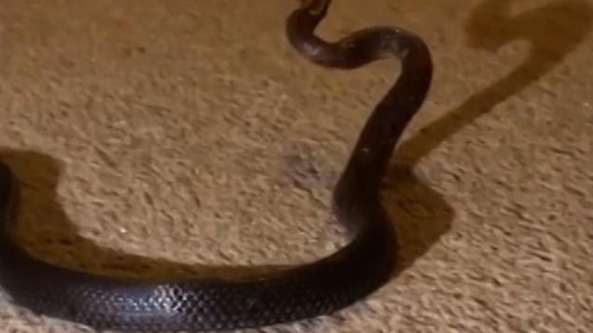VIDEO: ¡Pensó que era una agujeta! Madre halla una víbora venenosa en el cuarto de su hija