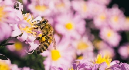 De terror: La primavera podría traer un aumento de casos de Covid-19, según expertos