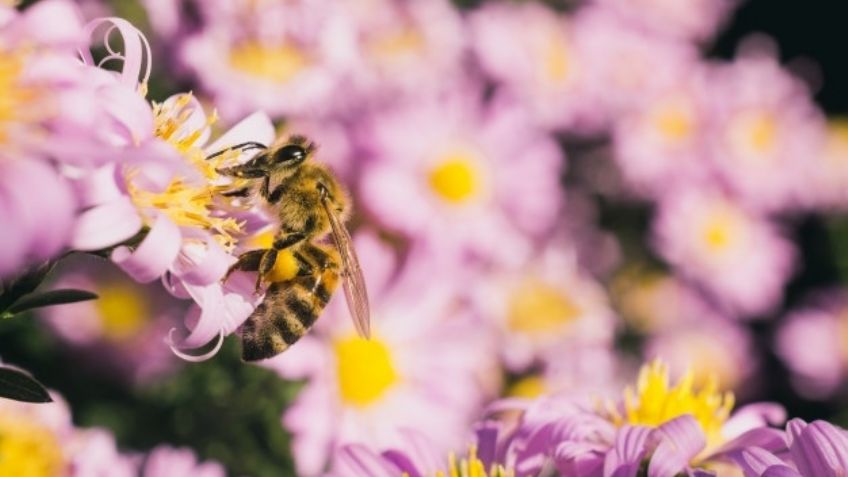 De terror: La primavera podría traer un aumento de casos de Covid-19, según expertos