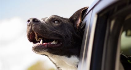 ¿Adoptaste a un perro de raza grande? Estos nombres podrían ser perfectos para él