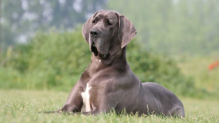 Estos son los cuidados especiales que debe tener un Gran Danés para que sea feliz