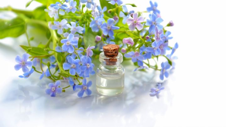 Terapia de flores: Descubre qué es y cuáles son sus grandiosos beneficios
