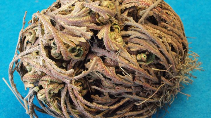 ¡Impresionante! Conoce a las rosas de Jericó; las flores de la resurrección