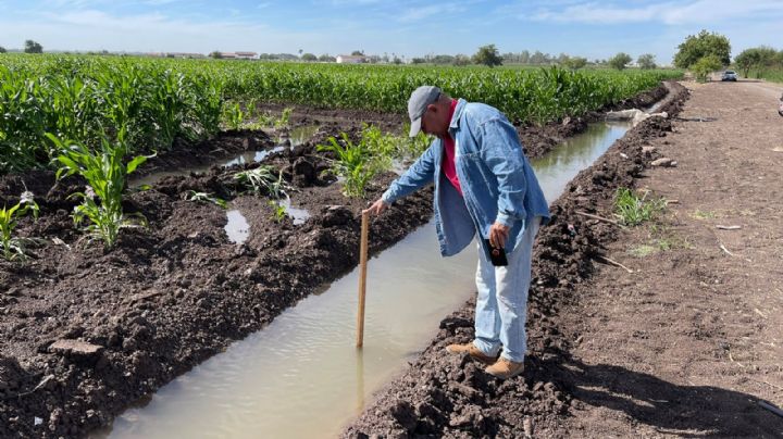 Valle del Yaqui se queda sin cultivos de verano este 2021