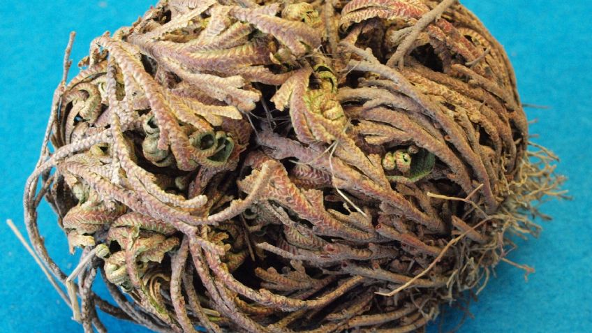 ¡Impresionante! Conoce a las rosas de Jericó; las flores de la resurrección