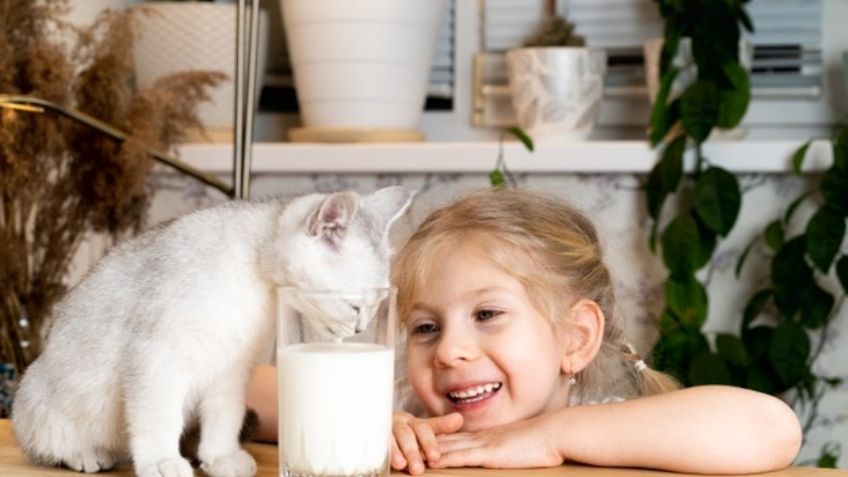 Cuida de tu gato al conocer que tipo de alimentos no puede comer