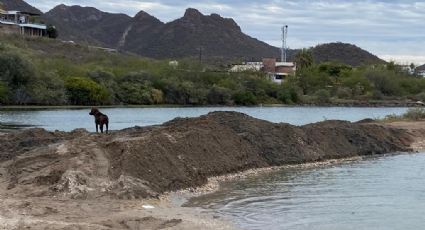 Vecinos denuncian Ecocidio en playas de Miramar en Guaymas