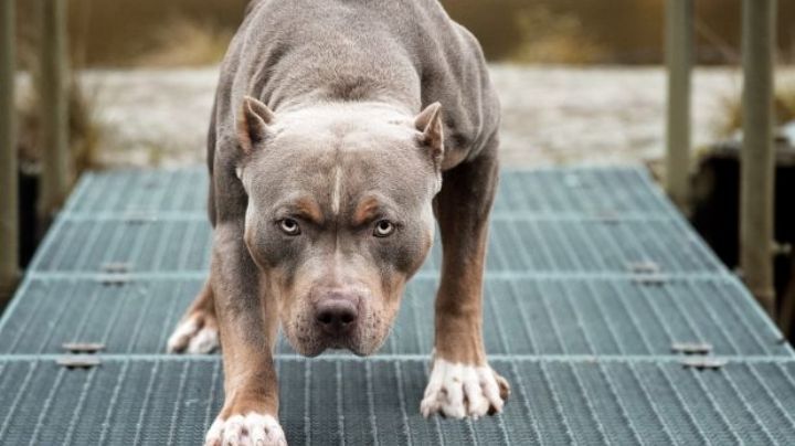 Dos perros pitbull matan a un niño de 3 años y dejan gravemente herida a su mamá
