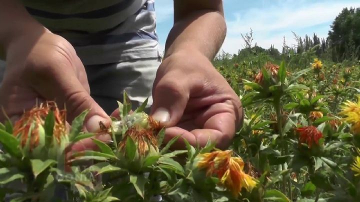 Oleaginosas, cultivos de baja demanda de agua vitales para el Valle del Yaqui