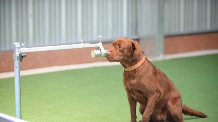 ¡Impresionante! Perros tailandeses pueden detectar el Covid-19 a través del sudor