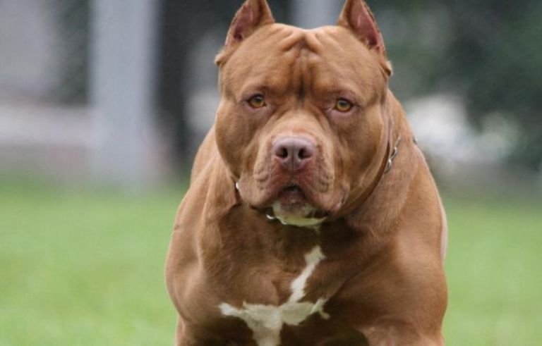 Dos pitbull 'devoran' a un niño de 3 años