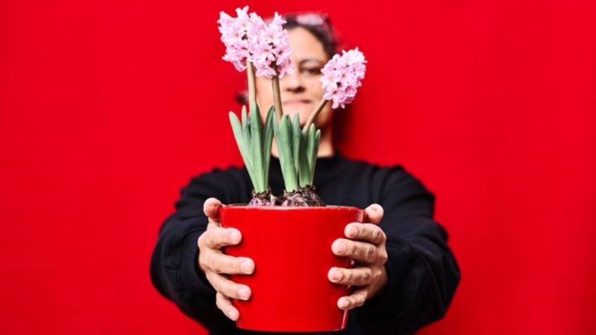 Logra que tu hogar tenga el mejor olor con ayuda de las flores más aromáticas