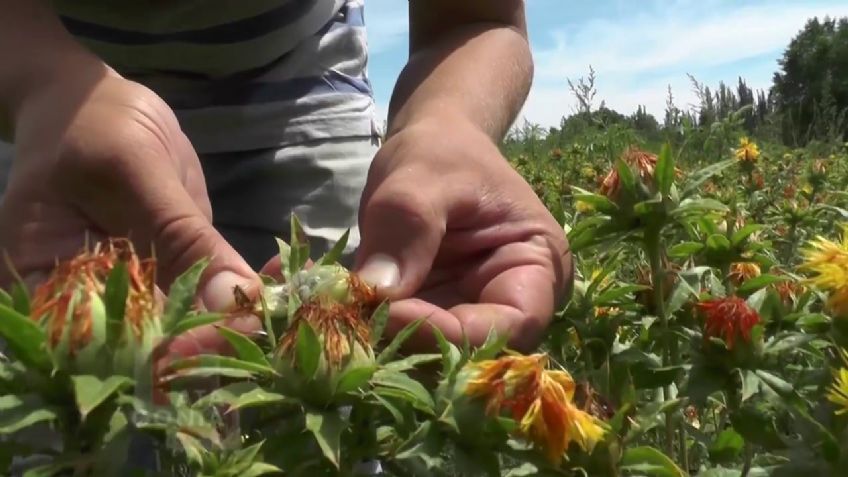 Oleaginosas, cultivos de baja demanda de agua vitales para el Valle del Yaqui