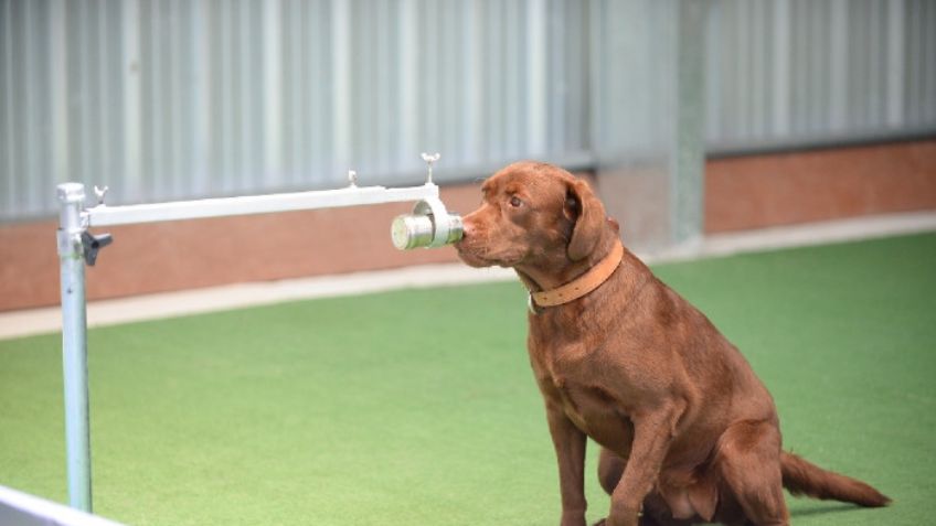 ¡Impresionante! Perros tailandeses pueden detectar el Covid-19 a través del sudor