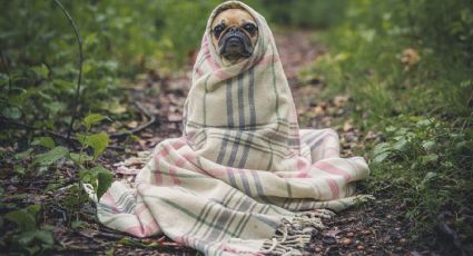 ¿Tienes un pug? Ten cuidado, estás son las enfermedades más comunes en ellos