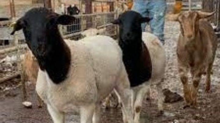 ¿El 'chupacabras'? Extraña criatura asesina a 18 borregos en una ranchería en Veracruz 