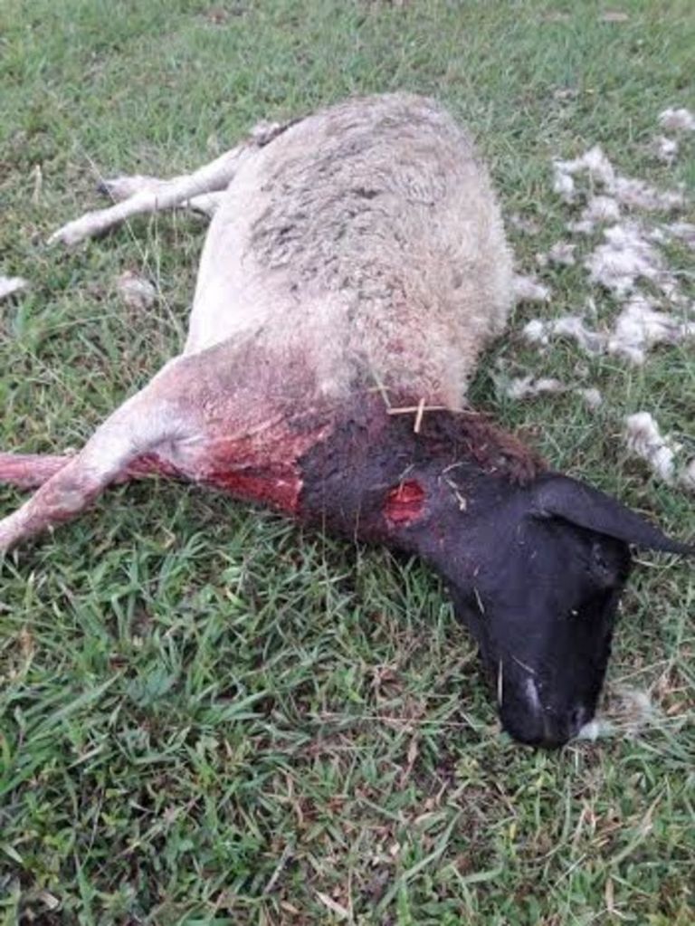 La extraña criatura ha matado 18 borregos en cuatro ataques