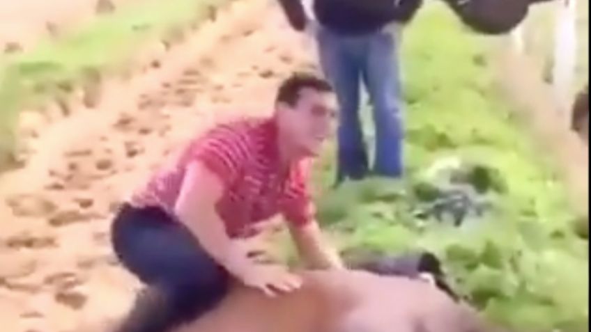 ¡Indignante! Figuras del hipismo irlandés se graban mientras montan a caballo muerto