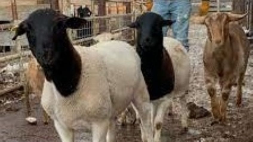 ¿El 'chupacabras'? Extraña criatura asesina a 18 borregos en una ranchería en Veracruz 