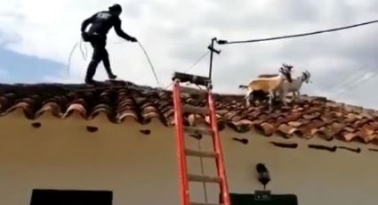 VIDEO: Cabras se vuelven virales por caminar... ¿en el techo de una casa?