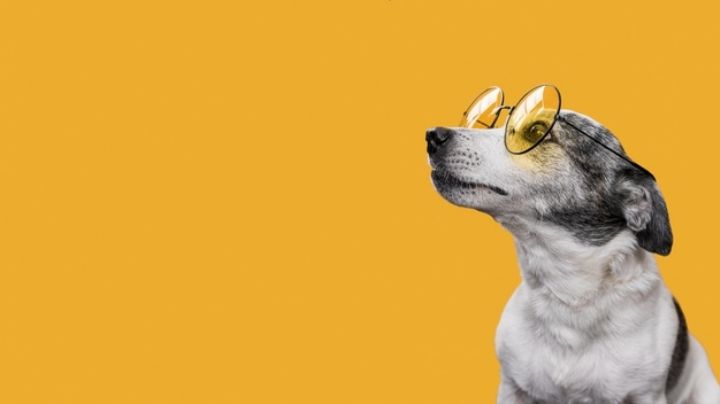 Demuestra tu creatividad con estos nombres para perros inspirados en series de televisión