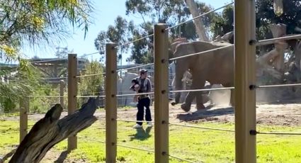 VIDEO: ¡Qué irresponsable! Padre carga a su bebé y entra con elefantes; casi los golpean