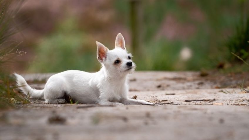 Logra controlar su personalidad con esta guía para educar a tu perro chihuahua