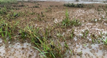 ¡Impactante! Miles de arañas huyen de las inundaciones en Australia y se adentran a las casas