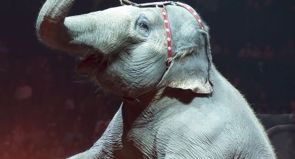 VIDEO: Elefantes se pelean en plena función de circo y causan pánico entre asistentes