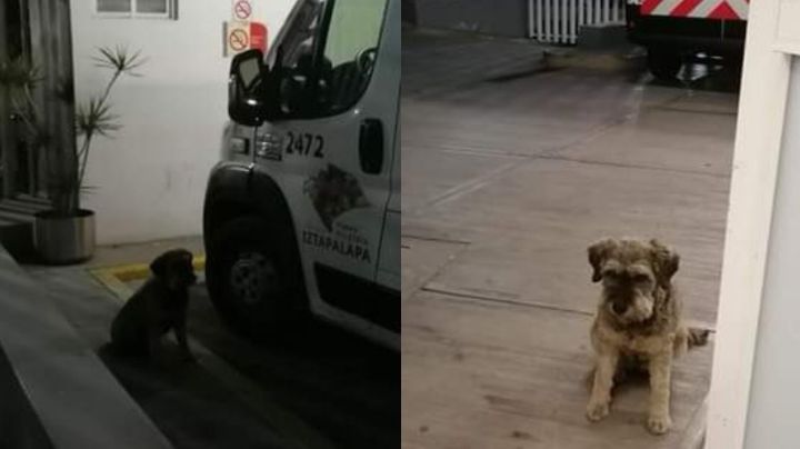 VIDEO: ¡Amistad verdadera! 'Perrito' no abandona a su amigo y lo acompaña en la ambulancia